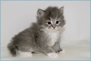 Male Siberian Kitten from Deedlebug Siberians